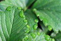 Strawberry leaf