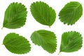 Strawberry leaf closeup collection Royalty Free Stock Photo