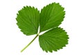 Strawberry leaf closeup Royalty Free Stock Photo