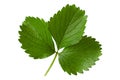 Strawberry leaf closeup Royalty Free Stock Photo