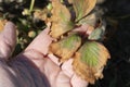 strawberry leaf damage as symptoms of fusarium wilt