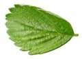 Strawberry leaf isolated on a white background Royalty Free Stock Photo