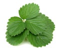 Strawberry leaf isolated on white. Royalty Free Stock Photo