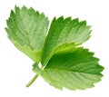 Strawberry leaf isolated on a white background Royalty Free Stock Photo