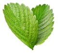 Strawberry leaf isolated on a white background Royalty Free Stock Photo