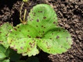 Strawberry leaf scorch - common fungal disease caused by Diplocarpon earliana fungus