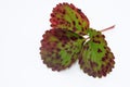 Plant diseases - strawberry leaf scorch Royalty Free Stock Photo