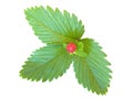 Strawberry leaves