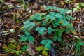 Strawberry leaves in the autumn forest among fallen leaves and grass Royalty Free Stock Photo