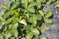 Strawberry leaves on the field. Strawberries grow on the field in rows