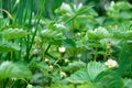 Strawberry leaves and flowers, background. Strawberry leaves and flowers, background. Royalty Free Stock Photo