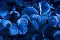 Strawberry leaves in hoarfrost, blue fantasy background, late autumn, the beginning of winter