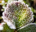 Strawberry leaves in the icy autumn Royalty Free Stock Photo