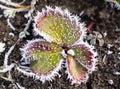 Strawberry leaves in the icy autumn Royalty Free Stock Photo