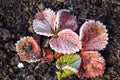 Strawberry leaves in the icy autumn Royalty Free Stock Photo