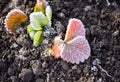 Strawberry leaves in the icy autumn Royalty Free Stock Photo