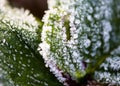 Strawberry leaves in the icy autumn Royalty Free Stock Photo