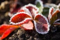 Strawberry leaves in the icy autumn Royalty Free Stock Photo