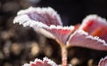 Strawberry leaves in the icy autumn Royalty Free Stock Photo