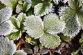 Strawberry leaves in the icy autumn Royalty Free Stock Photo