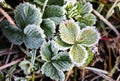 Strawberry leaves in the icy autumn Royalty Free Stock Photo