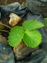 Strawberry leaves look fresh and green