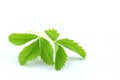 Strawberry leaves on white. Royalty Free Stock Photo