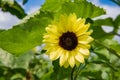 A strawberry lemonade sunflower in a field with large leaves above it Royalty Free Stock Photo