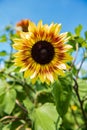 A strawberry lemonade sunflower in a field Royalty Free Stock Photo