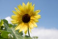 A strawberry lemonade sunflower standing tall in the sky Royalty Free Stock Photo
