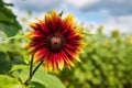 A strawberry lemonade sunflower standing tall in a sunflower field Royalty Free Stock Photo