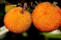 Strawberry like fruits of Arbutus unedo, Strawberry tree