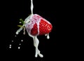 Strawberry Making A Splash. Isolated on black background. Royalty Free Stock Photo