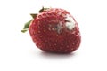 Strawberry with mildew Royalty Free Stock Photo