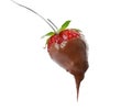 Strawberry with milk chocolate on fondue fork against background Royalty Free Stock Photo