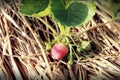 Strawberry Royalty Free Stock Photo