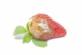 Strawberry with mold fungus, no longer suitable for consumption Royalty Free Stock Photo