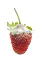 Strawberry Royalty Free Stock Photo