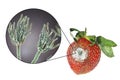 Strawberry with molds and closeup view of mold fungi Penicillium responsible for food spoilage Royalty Free Stock Photo