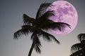 Pink full moon behind a palm tree