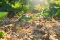 Strawberry Mustache. Sprouts of new small young strawberry plants for propagation Royalty Free Stock Photo