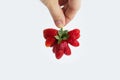 Strawberry Mutant. Red strawberry in the form of a heart in a hand on a white background