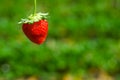 Strawberry north chiangmai thailand Royalty Free Stock Photo