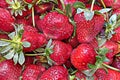 Strawberry ,one of the most delicious fruits of summer season.