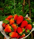 Strawberry is one of the most testy fruits....