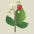 Wild strawberry ordinary with a flower and ripe be