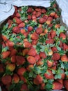 Strawberry organik segar