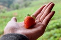 Strawberry in palm Royalty Free Stock Photo
