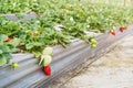 Strawberry patch in the summer.Speaks to healthy lifestyle and increasing interest in eating locally grown produce and