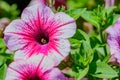 Strawberry Petunia with gree leaves in background